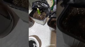 Гиацинт к 8 марта. Защита от плесени. обработка луковицы.