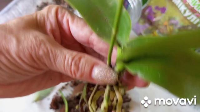 07.10.2022г. ОРХИДЕЙКА УЦЕНОЧКА МИНИ МИКС !!! смотреть онлайн