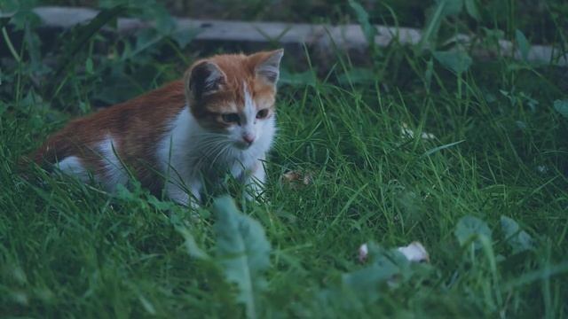 Relaxing Ambient Music with Animals and Nature 1 hour смотреть онлайн