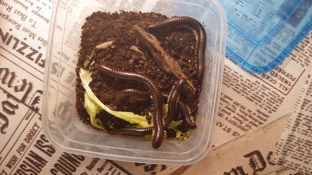 Новинки за неделю! Кольчатая сколопендра, тетрамориумы, мирмика и кивсяки. смотреть онлайн