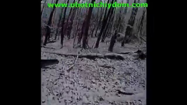 Охота на кабана Hunting for wild boar Крым смотреть онлайн