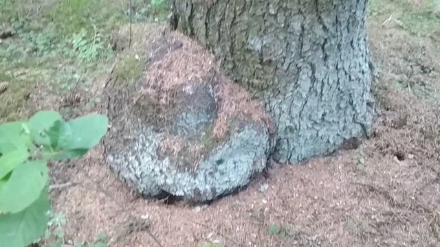 VID_20230618_173820.mp4 смотреть онлайн