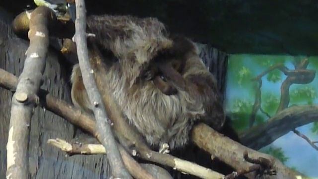 животный мир часть 3. Ленивец смотреть онлайн