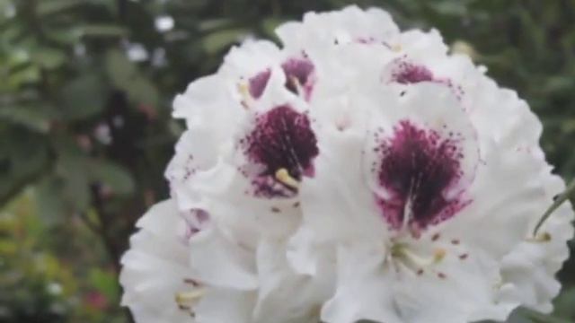 京都春宴 Spring Flower Carnival in Kyoto Vol.1 смотреть онлайн