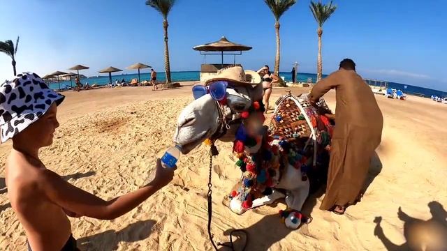 Как спит и просыпается верблюд. Невероятно! Cон верблюда смотреть онлайн