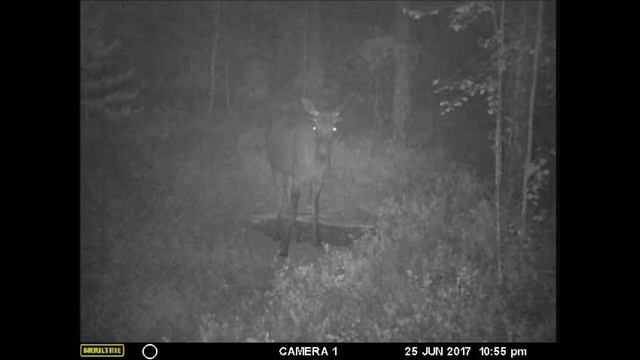 Солонец в жару (+ 35°). Фотоловушка. смотреть онлайн
