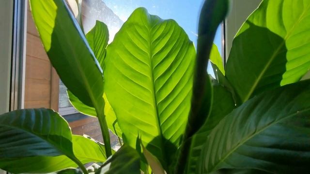 ВАШ СПАТИФИЛЛУМ СТАНЕТ ПЫШНЫМ КУСТОМ - что надо сделать! Уход за спатифиллумом. смотреть онлайн