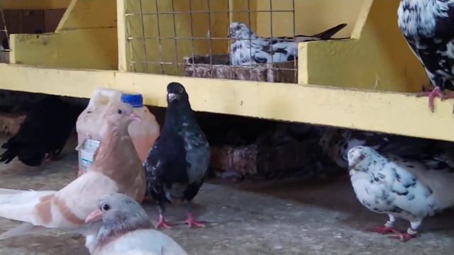 Голубятня: Николаевские голуби смотреть онлайн