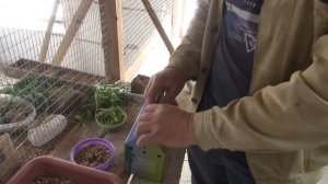 Создаём пару  волнистых попугаев.