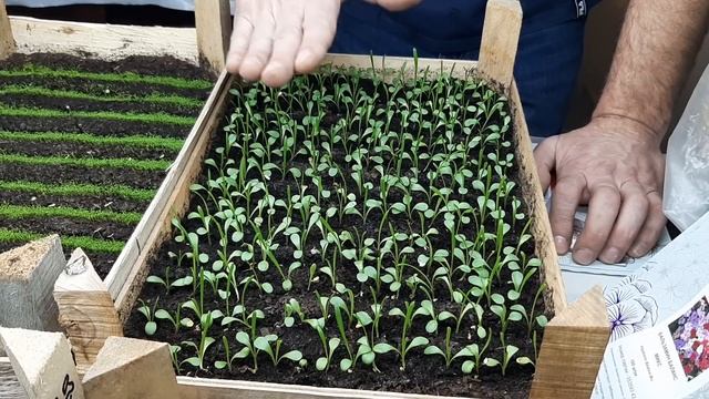 ДЕЛЬФИНИУМ БЕЗ СТРАТИФИКАЦИИ?КАК ВЫРАСТИТЬ ДЕЛЬФИНИУМ из семян многолетний смотреть онлайн