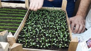 ДЕЛЬФИНИУМ БЕЗ СТРАТИФИКАЦИИ?КАК ВЫРАСТИТЬ ДЕЛЬФИНИУМ из семян многолетний