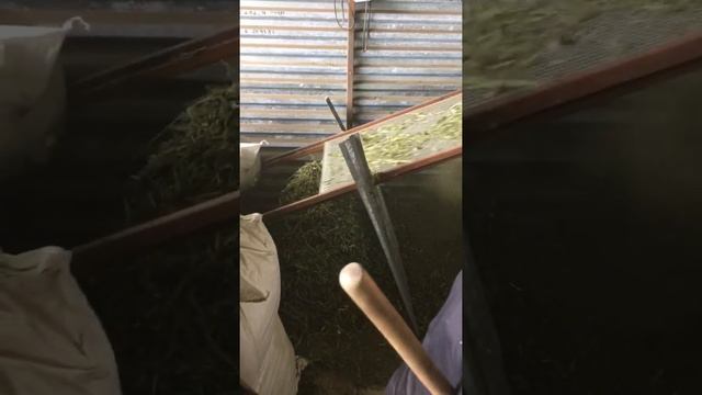 «Трясунок» просеивание листа крапивы смотреть онлайн