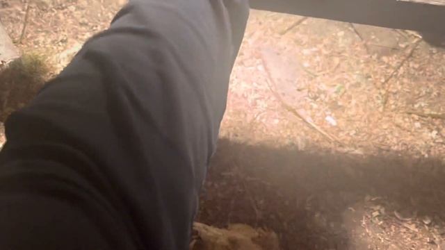 Аям Кетава , смеющиеся петухи