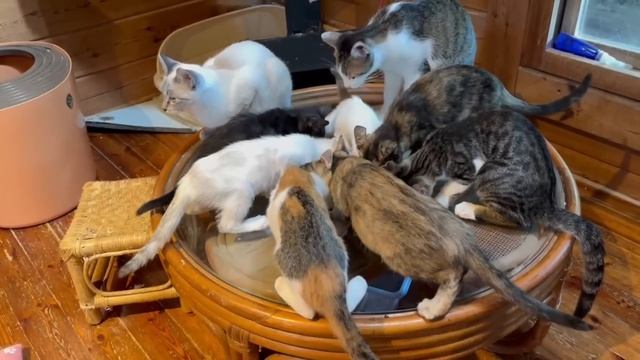 今日も元気に踏ん張ろう！ ママとはぐれ弟も失った子猫 Day25【2023 11 05-2】 смотреть онлайн