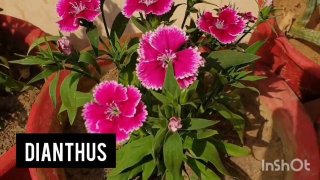 Most Easy to Grow Winter Flowering Plants for Beginners || Fun Gardening смотреть онлайн