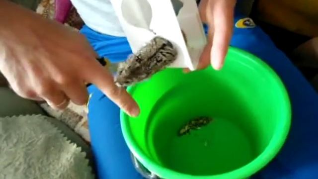 Спасение хомячка из ловушки смотреть онлайн