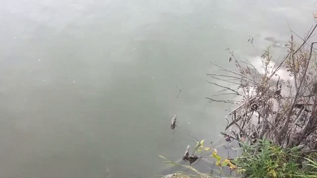 РЫБАЛКА ИНЯ НОВОСИБИРСК ПОЙМАЛ ЯЗЯ УДОЧКА смотреть онлайн