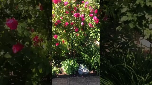 Жизнь на даче. Канадская роза Джон Кэбот. Барбарисы Тунберга смотреть онлайн