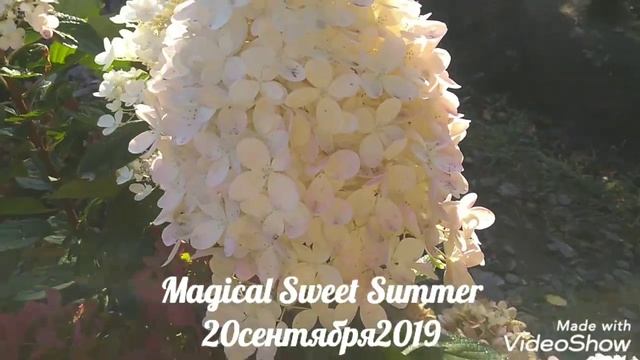20сентября2019 Карликовая Метельчатая Гортензия Magical Sweet Summer ?✌️ смотреть онлайн