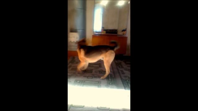 Собачья жизнь! смотреть онлайн