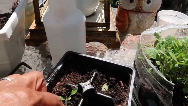 Urban Cottage Gardening 2022 Potting up the Verbena Seedlings and other plants смотреть онлайн