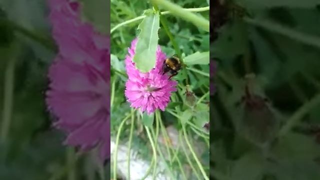 Как насекомые опыляют цветы смотреть онлайн
