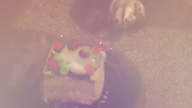 Dogs Birthday. Yasha & Yalla смотреть онлайн