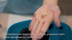 Сажаем семена астры  в улитку без пикировки. Как посеять и вырастить рассаду астр