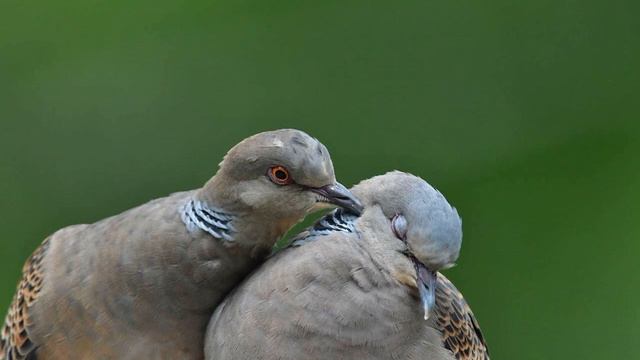 Голуби, Владимир Хлебозор. Doves, Vladimir Xlebozor. смотреть онлайн
