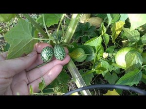 Мелотрия посадка и уход, мой опыт выращивания