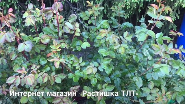 РОЗЫ. НА РОЗАХ ТРИПСЫ , КАК ИХ УНИЧТОЖИТЬ? смотреть онлайн