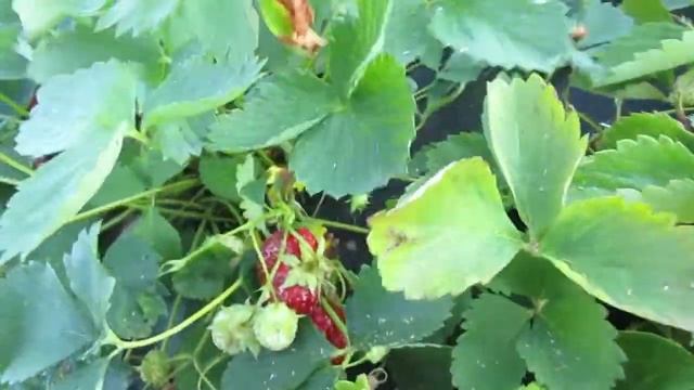 Кама 2 07 2018 смотреть онлайн