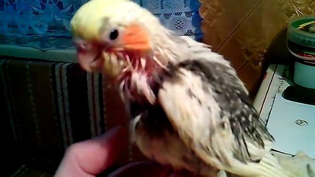 Ручной птенец Кореллы.Как приручить птенца попугая.Как с ним говорить. смотреть онлайн