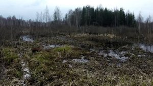 Охота с подсадной уткой.Охота на селезня.Весна 2018 год.