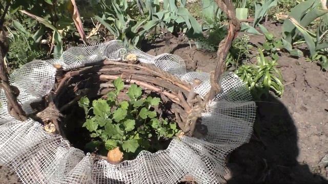 КОРЗИНА НА КЛУМБЕ ИЗ ПРУТЬЕВ. смотреть онлайн