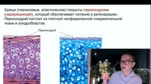 Хрящевые ткани (лекция для студентов медицинских ВУЗов) Гистология