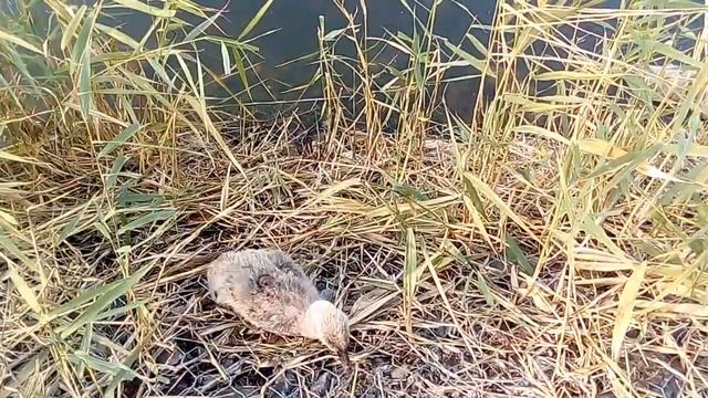 Лебедь. Семейство черных лебедей смотреть онлайн