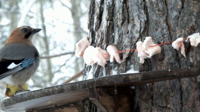 Кто на кормушке с салом главный\Who is in charge of the feeder with lard смотреть онлайн