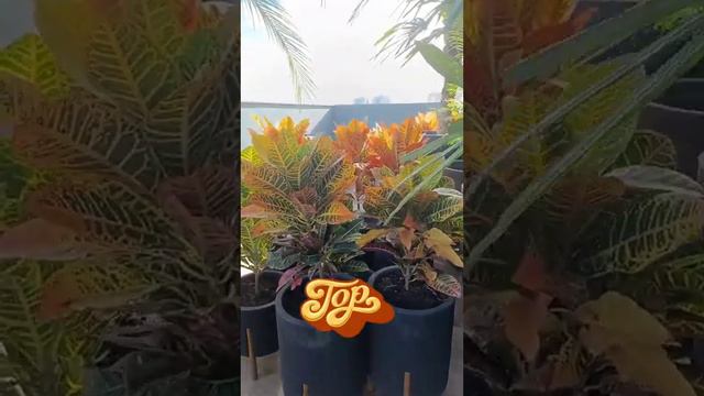 A beleza está nas coisas simples..... смотреть онлайн