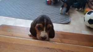 щенки Бассет Хаунда из питомника - помет Н