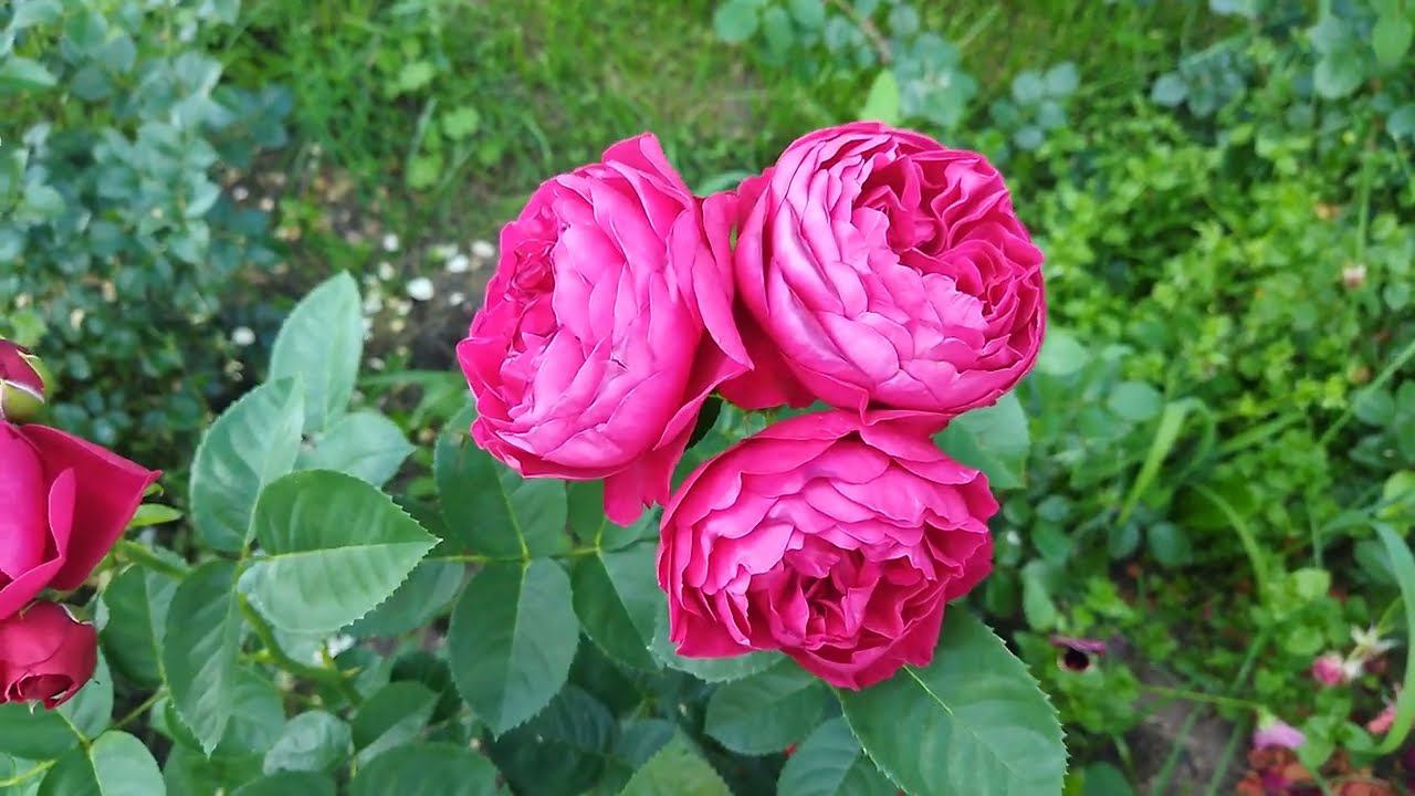Роза Аскот (rose Ascot), описание сорта, все её плюсы и минусы, цветение 22.07.2022