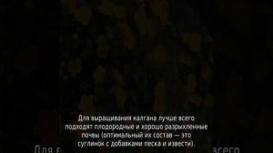 Трава калган: описание, свойства и применение