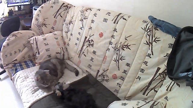 Йорк и ротвейлер / Yorkshire Terrier And Rottweiler