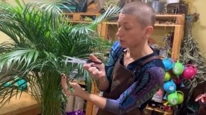 Пересадка большого хризалидокарпуса - как пересадить большую пальму правильно