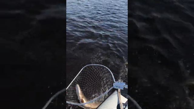 Щука на джиг смотреть онлайн