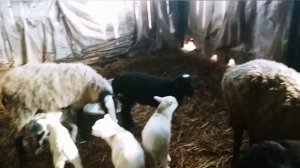 Окот романовских овец от барана дорпер | Овцеводство как бизнес