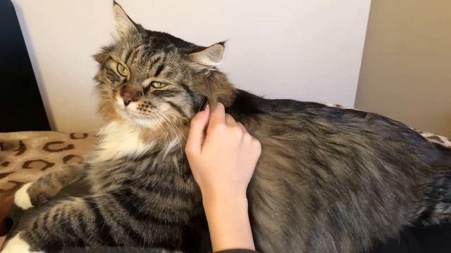 Отдых НА хозяйке) Огромный Сибирский кот Уссури. смотреть онлайн