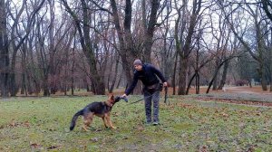 КАК НАУЧИТЬ СОБАКУ ПРИНОСИТЬ ИГРУШКУ |ДРЕССИРОВКА НЕМЕЦКОЙ ОВЧАРКИ КАК НАУЧИТЬ СОБАКУ ПРИНОСИТЬ МЯЧ