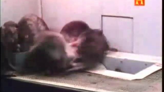 Deprivation Experiment 1973 Эксперимент по депривации с крысами смотреть онлайн