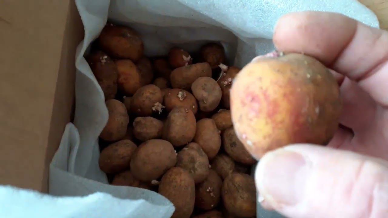 посылка из Волгограда - посевной картофель. смотреть онлайн